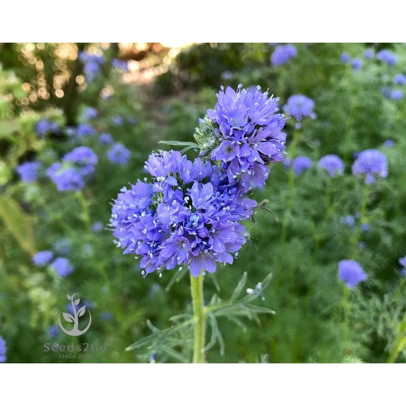 Globe Gilia Seeds, Gilia capitata, Pack of 5000 Seeds by