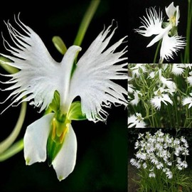 Japanese Radiata White Egret Orchid Flower 50Pcs Seeds...(#5422