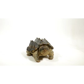Hi-Line Gift Snapping Turtle Garden Statue Lifelike Yard Decor Wildlife Reptile Display