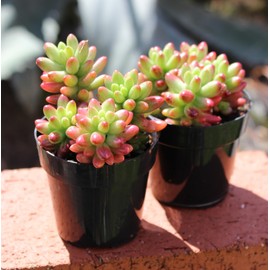 Altman Plants Variegated Succulent Plant Collection (4PK) Mini Succulents, Colorful Succulent Plants, Live Succulents, Multicolor Succulents, Variegated Live Plants & House Plants in 2.5" Pots