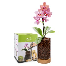 Pot & Pebble - C1 Glass Planter with Wooden Base - Indoor Glass Planter with Water Level Control Holes -Grow Plants in LECA Clay Pebbles/Similar Media - Semi Hydroponic Planter - Plant Cutting Holder