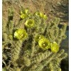 Cactus Buckhorn Cholla Cactus Seeds (Cylindropunti