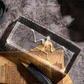 Real Bat Skeleton Specimen in Resin for Science Classroom Science Education Great Gift for Fans of Taxidermy, Animal Skull, Biology, Oddities(5.5x2.5x0.7 Inch)