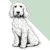 Extra Large 460mm 'Golden Doodle Dog Sitting' Permanent Sticker Decal