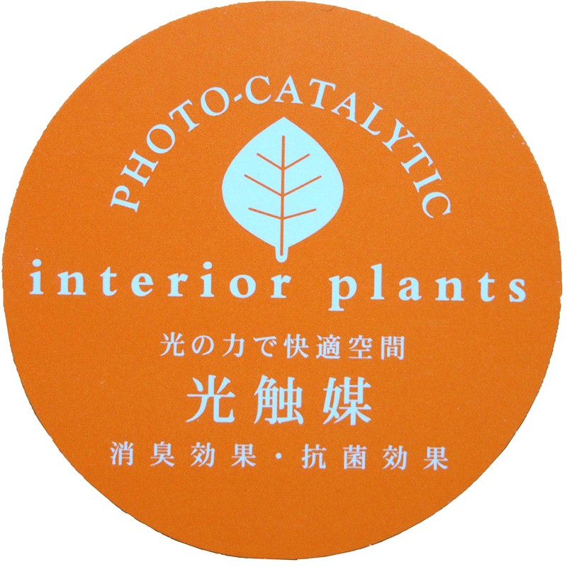 Cute Round Photocatalyst Houseplant