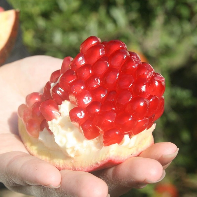 Noda Honey Pomegranate Juice, 100% Bottle, 16.9 fl oz (500