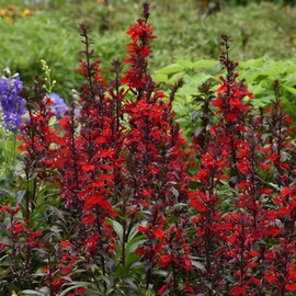 Eden Brothers Lobelia Seeds - Scarlet Bronze Leaf