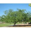 Honey Mesquite Tree Seeds - Prosopis glandulosa - 10 Seeds