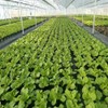 Agfabric Weed Barrier Landscape Fabric 4x6ft with Planting Holes, Hole
