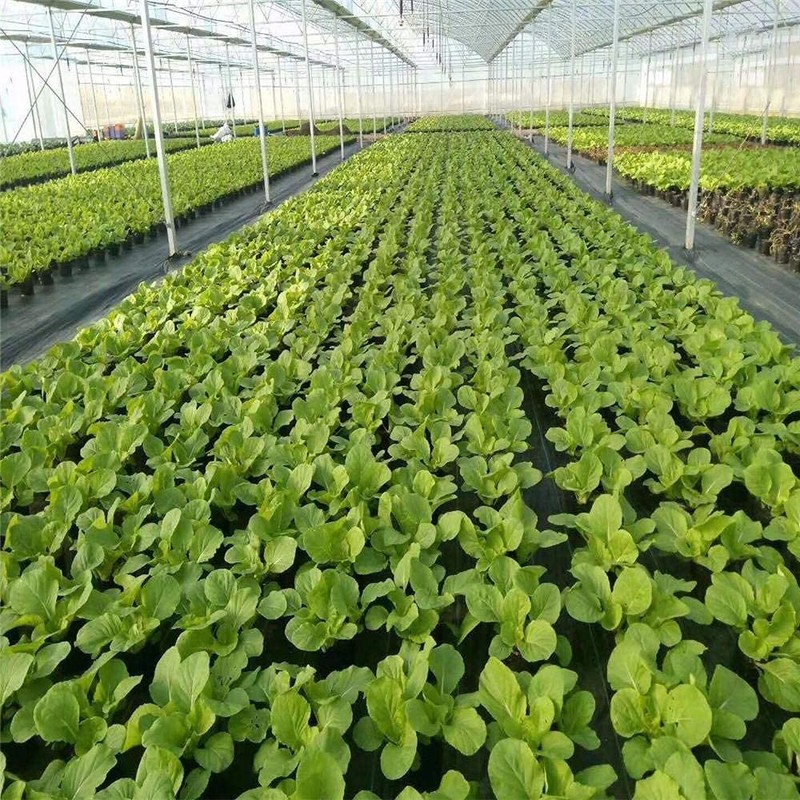 Agfabric Weed Barrier Landscape Fabric 4x6ft with Planting Holes, Hole