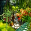 Mipcase 10 Pack Hanging Planters, Hanging Pots for Plants Indoor