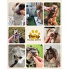 PAWUP Freeze Dried Chicken Dog Treats with Edible Rawhide Stick,