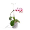 rePotme Grow Light for Orchids, Lumina Orchid, Full Spectrum Plant