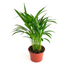 Shop Succulents Areca Palm, Live Indoor Plant, Low Maintenance Tropical Palm, Ideal for Home Decor, Office, and Room Enhancement, 6 Inch Nursery Pot