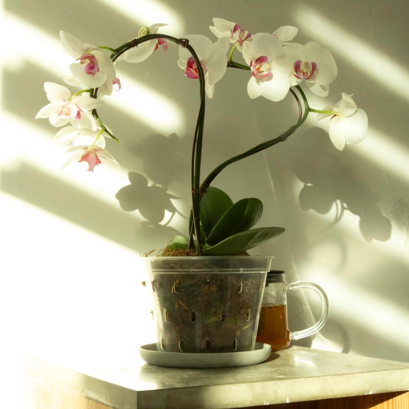 Greenology 16cm / 6" Pack of 5 Orchid Flower Pots