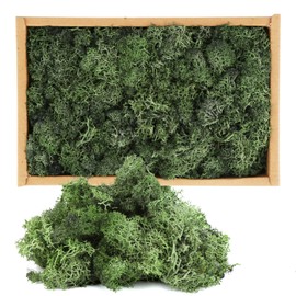 Green Decorative Moss Icelandic, 250 g Natural Moss, Green Preserved Moss, Icelandic Moss for Moss Painting, Christmas Decoration Modelling