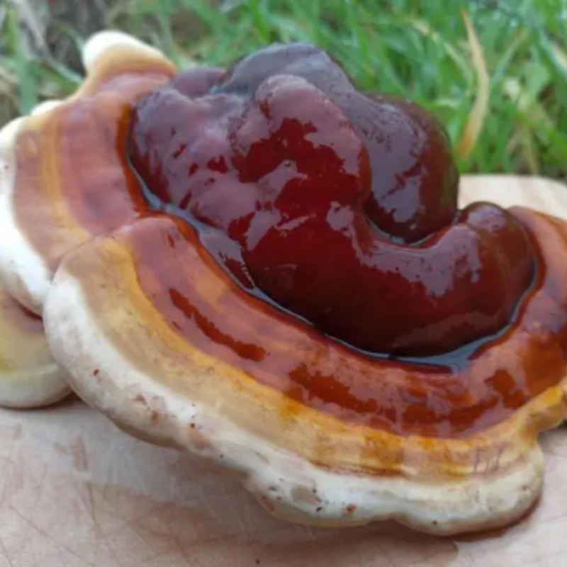 Freshly Fermented - Organic Mushroom Coffee Instant - ReIshi -