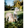 Hyper Pet Dura-Squeaks Barbell Interactive Fetch Dog Toy with Squeaker