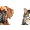 PET SUPPLEMENTS cat Immune System Support - PET Immune Support