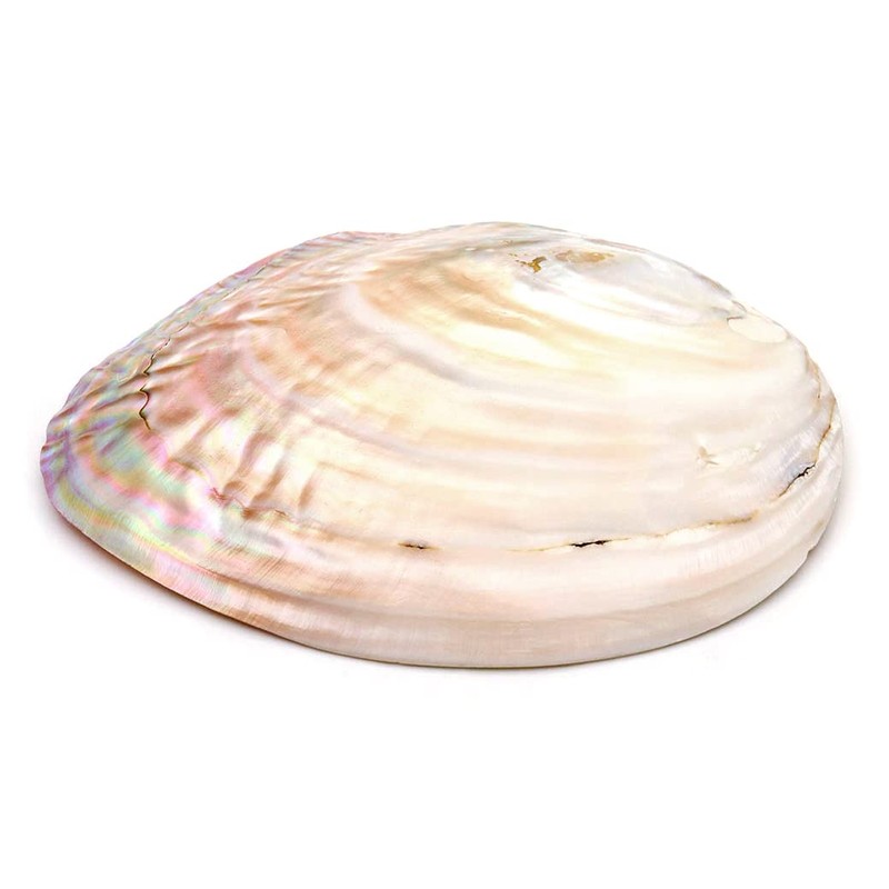 Pearl Shell Purifying Dish, Sold as 1 Pan, Trinket Box,