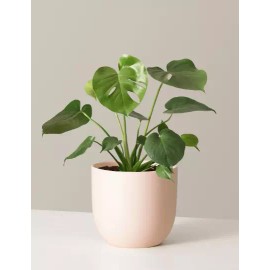 Odd Frond Monstera Deliciosa Tropical Split Leaf Plant in 6 inch Pot | Indoor and Outdoor