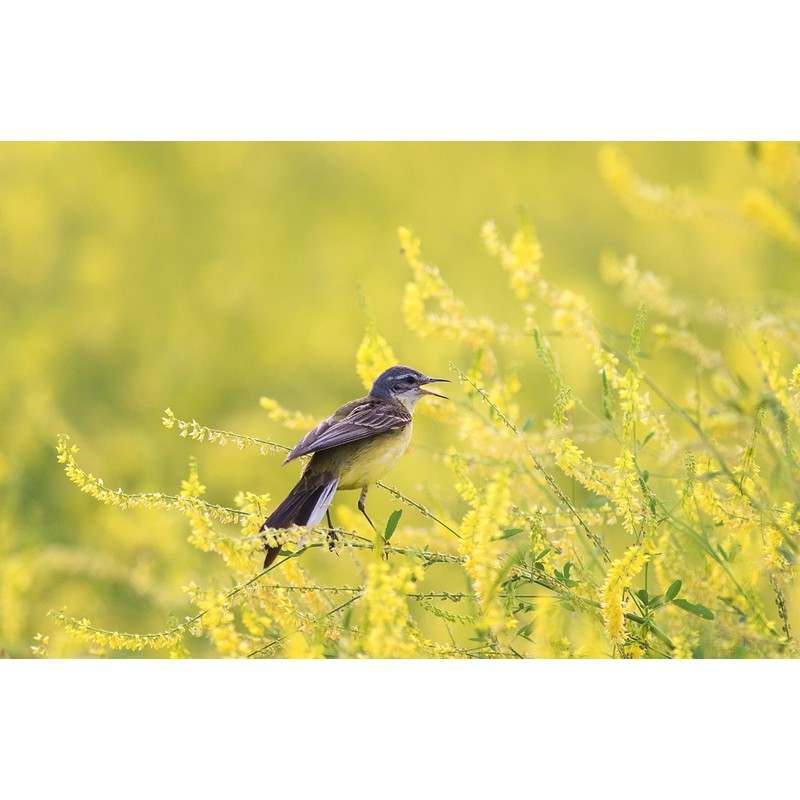 Yellow Sweet Clover 10,000 Non GMO Seeds by OrOlam