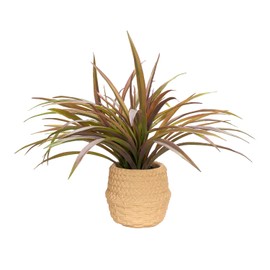 D&W Silks Spider Plant in Cement Pot