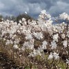 Star Magnolia Seeds Magnolia Stellata 'Royal Star' Fragrant Hardy Cut