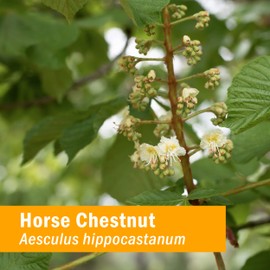 Herb Pharm Vein Health Liquid Herbal Formula for Cardiovascular and Circulatory System Support - 4 Ounce