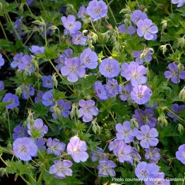 Perennial Farm Marketplace (Cranes Bill) Groundcover, Size-#1 Container Geranium x 'Rozanne', Violet Blue Flowers