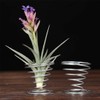 40 Pack Air Plant Stand Holder Tillandsia Airplant Container with