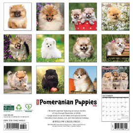 Just Pomeranian Puppies 2025 12" x 12" Wall Calendar