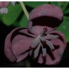 mightyoaktreenursery.com 6 scion cuttings of Akebia Quinata (aka Chocolate Vine)