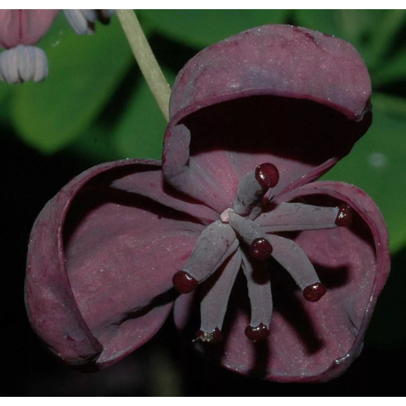mightyoaktreenursery.com 6 scion cuttings of Akebia Quinata (aka Chocolate Vine)