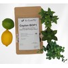 Your ExcellenTEA - Ceylon BOP1 Black Loose Leaf Tea Broken