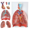 EVOTECH Human Respiratory System Model
