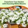 Outsidepride White Multiflora Petunia Seeds - 500 Pcs. Annual, Compact,