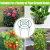 8 Pack Peony Cages and Supports, 11.5" Dx16 H Plant