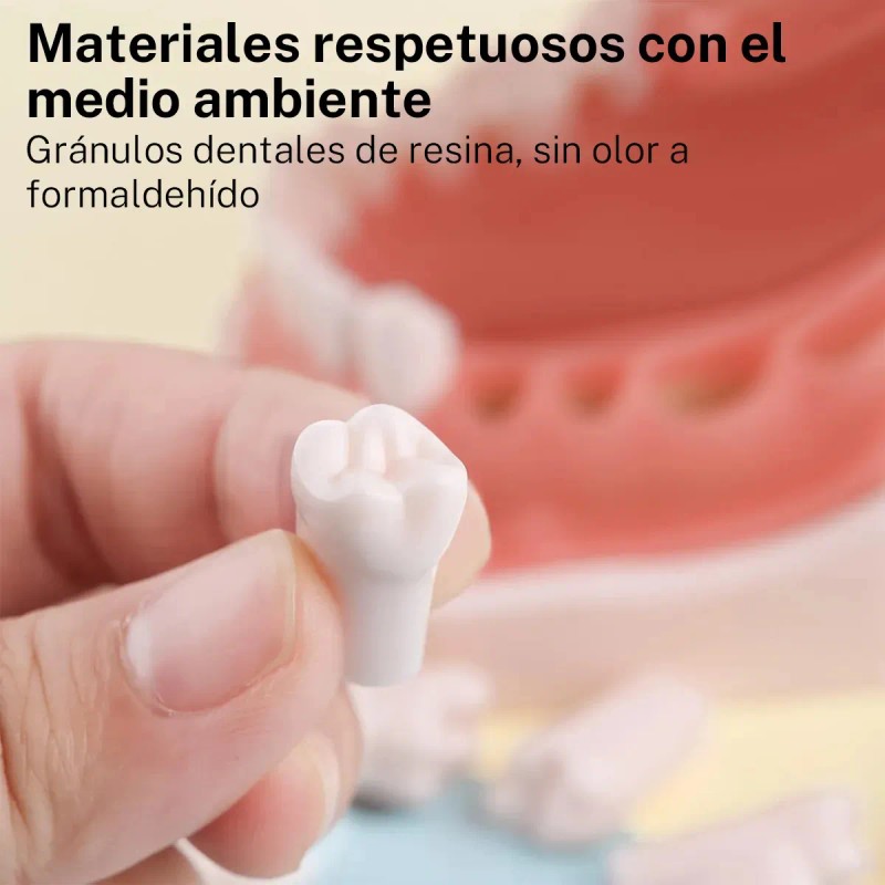 Tipodonto Tipo Nissiin Encía Suave Dientes