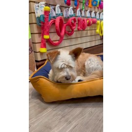 Auxiliar Dolor Perro Dolodog C/antioxidantes 60pz Fancypets