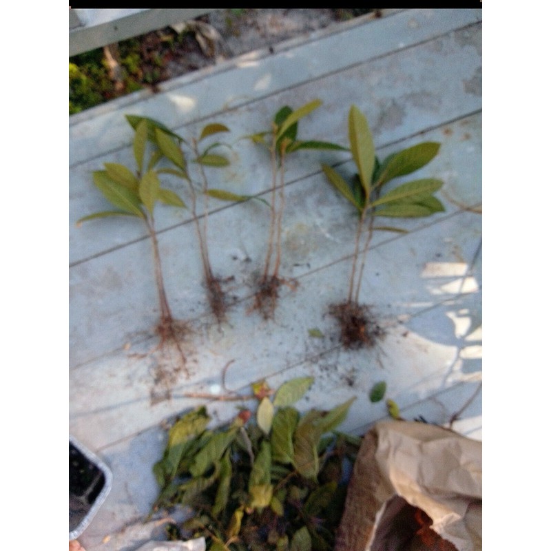 Tree 2 Live Plants 4-8"Tree Japanese Plum 1 Year old