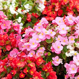 Fibrous Begonia Cocktail Series Plant Seeds (Pelleted): Mixed Colors - 1000 Seeds - Decorative Flower Plant, Houseplant