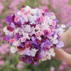 Eden Brothers Sweet Pea Seeds - Spencer Mix