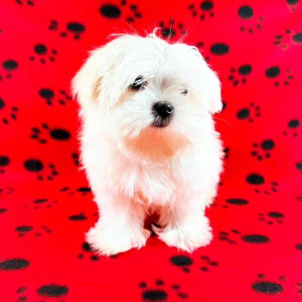 TBK Pets Double-Sided Fleece Pet Blanket, Soft Snuggle Blanket for