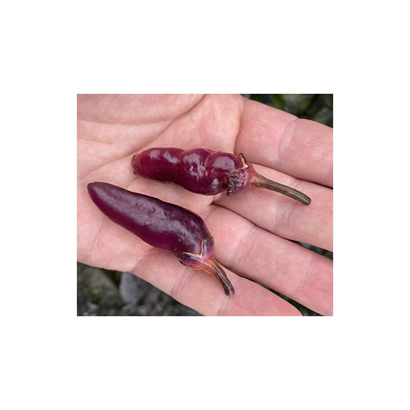 Pink Bubblegum 7 Pot BBG Scorpion Super Hot Pepper Premium