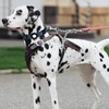 JIPIMON Prong Collar Safety Clip Stainless Steel Dog Safety Clip,