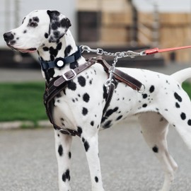 JIPIMON Prong Collar Safety Clip Stainless Steel Dog Safety Clip, Leash Backup with Dual Clasps, Collars and No Pull Harness Connectors