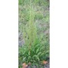 Curly Dock 100 Seeds Fresh Harvest for Garden Fresh Plant