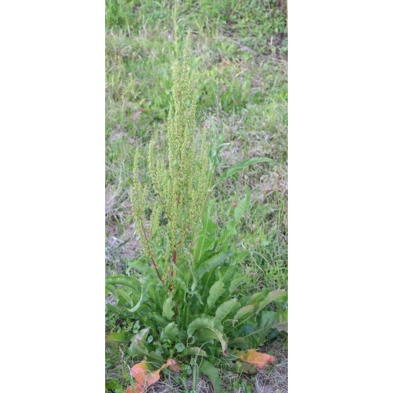 Curly Dock 100 Seeds Fresh Harvest for Garden Fresh Plant