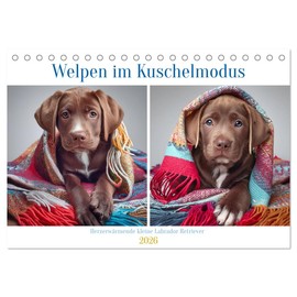 Welpen im Kuschelmodus - Herzerwärmende kleine Labrador Retriever (Tischkalender 2026 DIN A5 quer), CALVENDO Monatskalender: Welpen voller Wärme und Geborgenheit (CALVENDO Tiere)